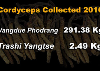 Cordyceps collection increases by almost two-fold