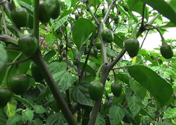 Hailstorm foils commercial production of cherry pepper in Lhuentse