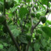 Hailstorm foils commercial production of cherry pepper in Lhuentse