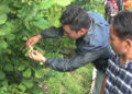 Trashigang harvests first batch of Hazelnuts