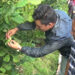 Trashigang harvests first batch of Hazelnuts