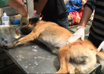 Stray dogs population reduced in Thimphu