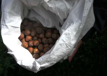 Bhutan to begin hazelnuts export next year