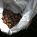 Bhutan to begin hazelnuts export next year