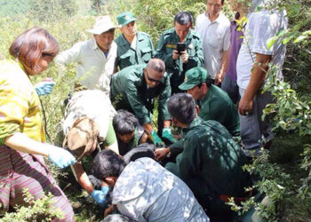 Two bears rescued and released