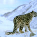 Bhutan has 96 snow leopards