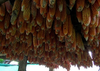 Agriculture ministry advocates for a change in the diet