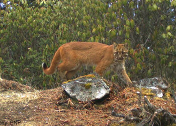 Asiatic golden cat sighted at a record altitude