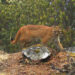 Asiatic golden cat sighted at a record altitude