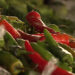 Chillies’ price hike impacts consumers