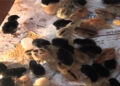 A mini hatchery for Zobel Gewog