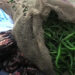BAFRA seizes banned vegetables in Trashigang