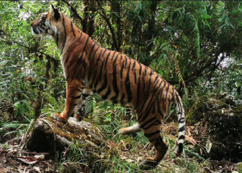 Bhutan adopts Conservation Assured Tiger Standards
