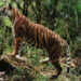 Bhutan adopts Conservation Assured Tiger Standards