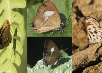 Four new butterflies species discovered in Bhutan