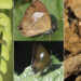 Four new butterflies species discovered in Bhutan