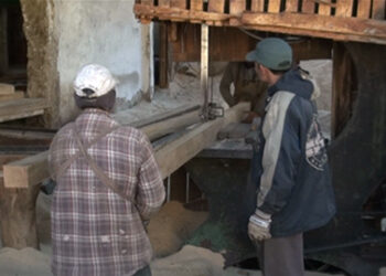 New technology could save timber loss