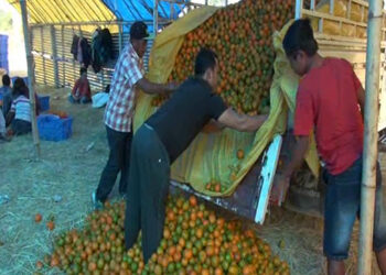 Orange growers of Sarpang unhappy with the business