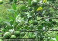 Researchers discover Himalayan Lime to soothe stomach disorders