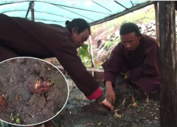 Serthig Gewog tries herbal plantation to generate income