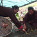 Serthig Gewog tries herbal plantation to generate income