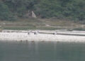 Three Black Necked Cranes sighted in Bajo