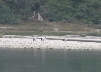 Three Black Necked Cranes sighted in Bajo