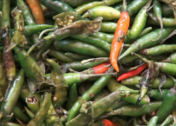 Vendors in Capital miffed about rotted chilies from Kolkatta