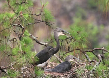 Captive breeding centre for globally threatened White-bellied Heron will be established