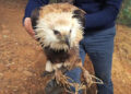 Rare eagle species spotted injured in Punakha
