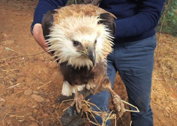 Rare eagle species spotted injured in Punakha