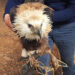 Rare eagle species spotted injured in Punakha