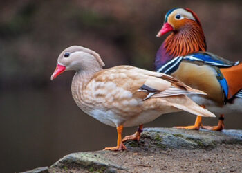 Water birds spotted in unexpected regions across the country
