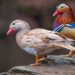 Water birds spotted in unexpected regions across the country