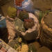 Over 1,000 kg of banned chilies seized