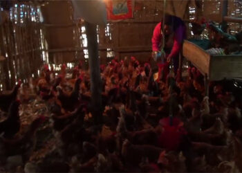 Poultry business in Taabji, Chhukha declines