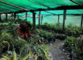 Samtengang Green Bhutan Nursery making waves