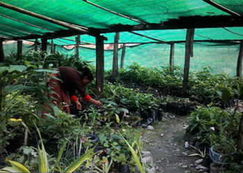 Samtengang Green Bhutan Nursery making waves