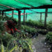 Samtengang Green Bhutan Nursery making waves