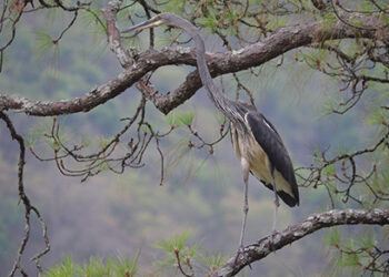 White-bellied Heron: Pride of Berti