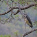 White-bellied Heron: Pride of Berti