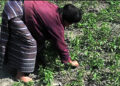 Trashi Yangtse farmers capitalize on chilli import ban