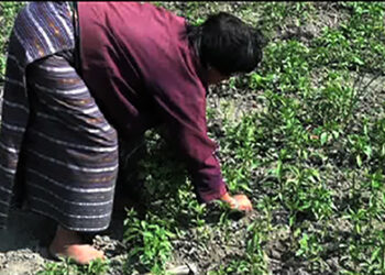 Trashi Yangtse farmers capitalize on chilli import ban