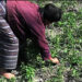 Trashi Yangtse farmers capitalize on chilli import ban