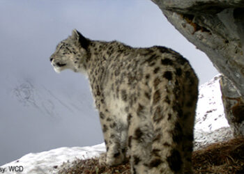 Shortage of conservationists eases