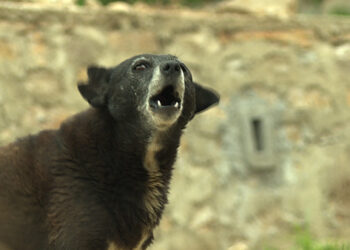 Dog bite cases increase while rabies cases fall