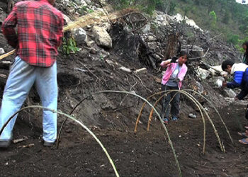 Farmers encouraged to practice inter-cropping