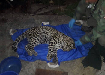 Female leopard rescued