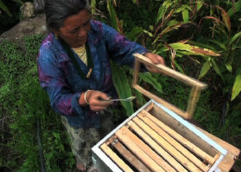 Honey collection centre to open in Tsirang