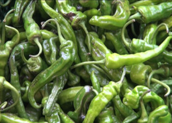 Philooma’s green chillies to be available from September